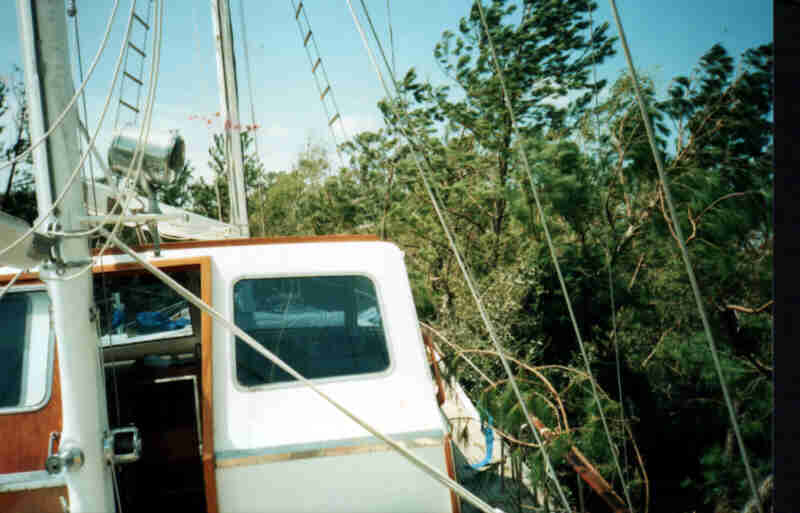 Woods.jpg - 37495 Bytes